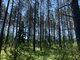 Parduodamas sklypas Druskininkų sav., Grūte, Ilgio g. (5 nuotrauka)