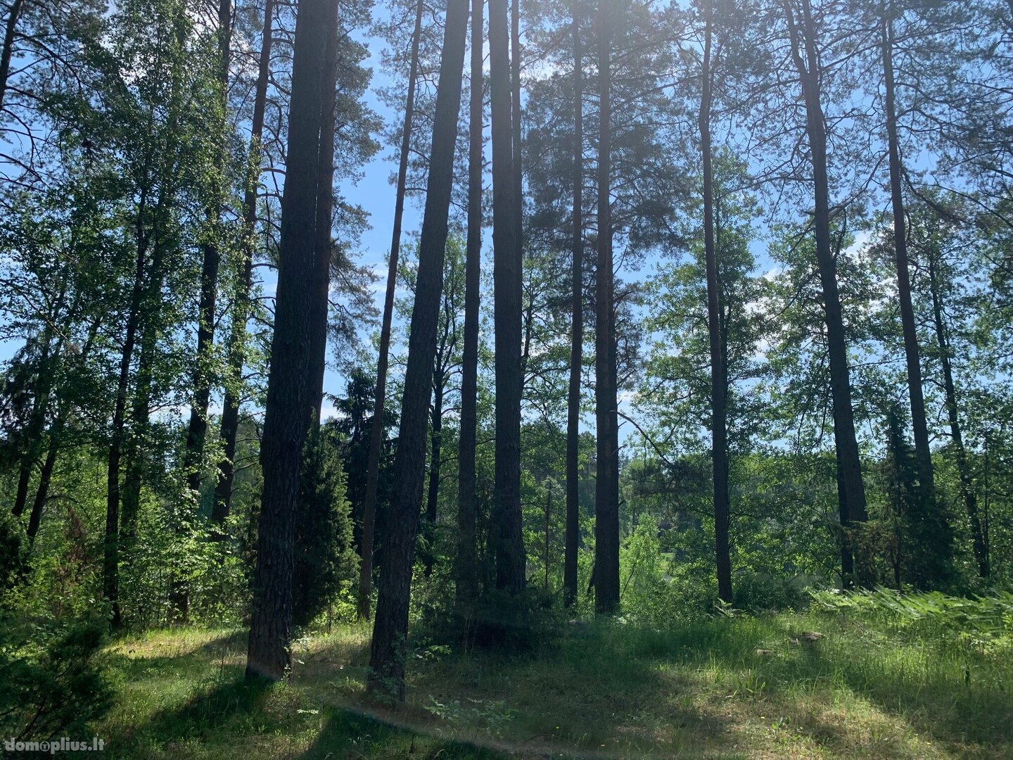 Parduodamas sklypas Druskininkų sav., Grūte, Ilgio g.