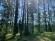 Parduodamas sklypas Druskininkų sav., Grūte, Ilgio g. (6 nuotrauka)