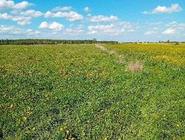 Parduodamas sklypas Šiaulių rajono sav., Vijoliuose, Kadagių g.