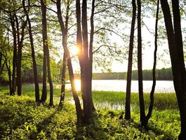 Parduodamas sklypas Lazdijų rajono sav., Radvilonyse, Radvilonių g.