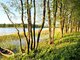 Parduodamas sklypas Lazdijų rajono sav., Radvilonyse, Radvilonių g. (1 nuotrauka)