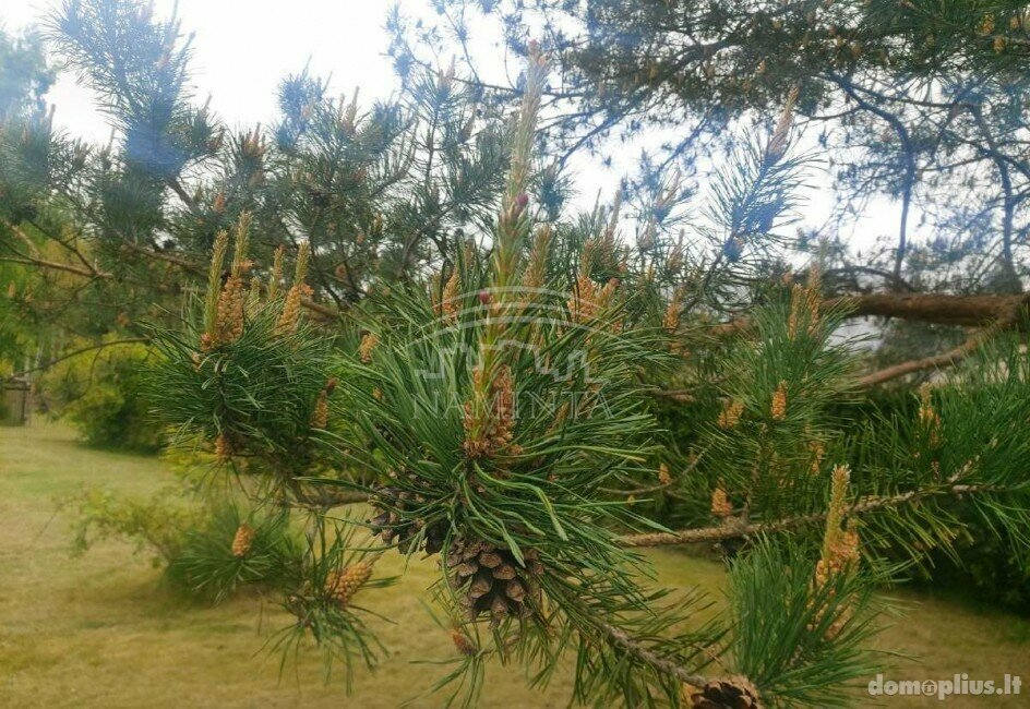 Parduodamas sklypas Klaipėdos rajono sav., Šiūpariuose