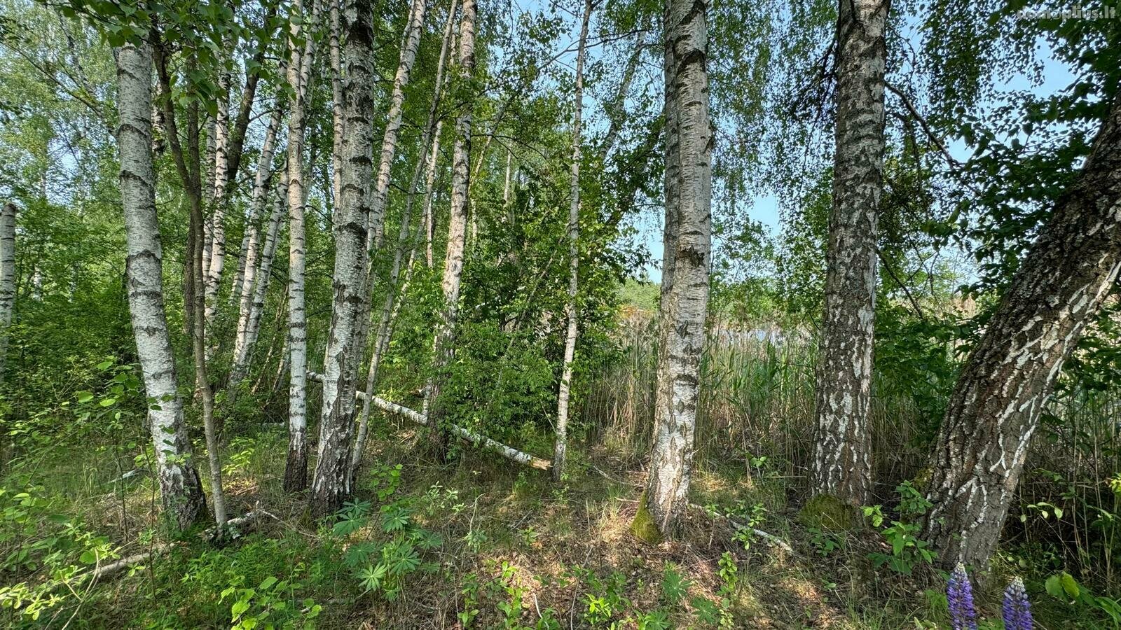 Parduodamas sklypas Varėnos rajono sav., Papiškiuose