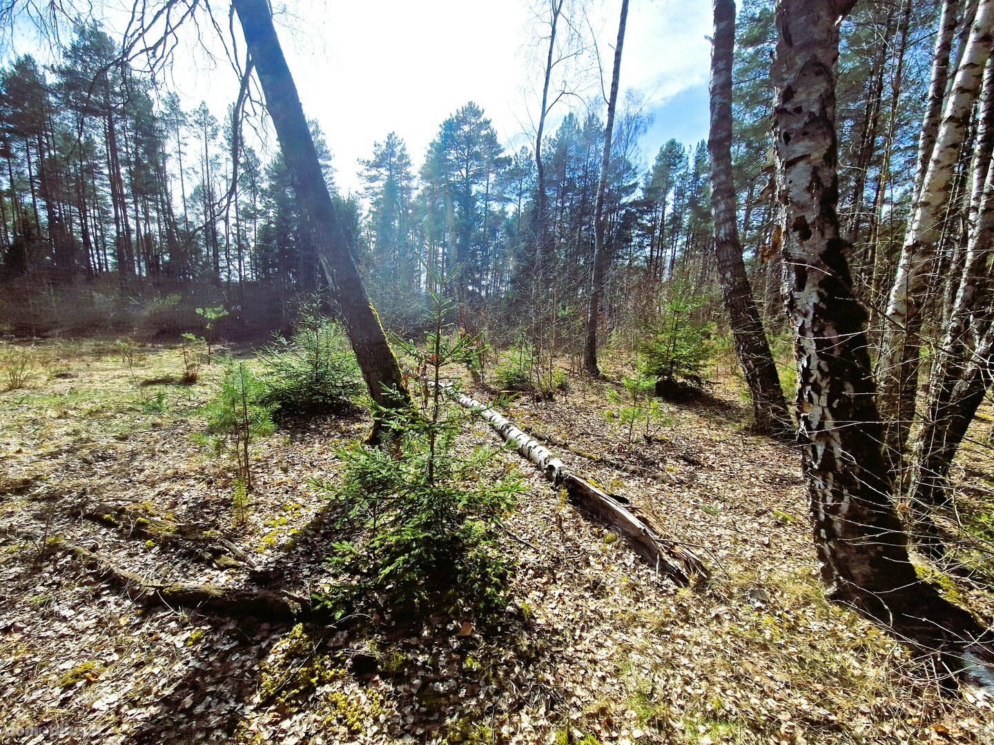 Участок Varėnos rajono sav., Vilkiautinyje, Liškiavos g.