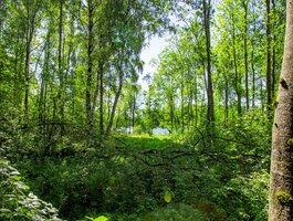 Land for sale Panevėžio rajono sav., Datūniškyje