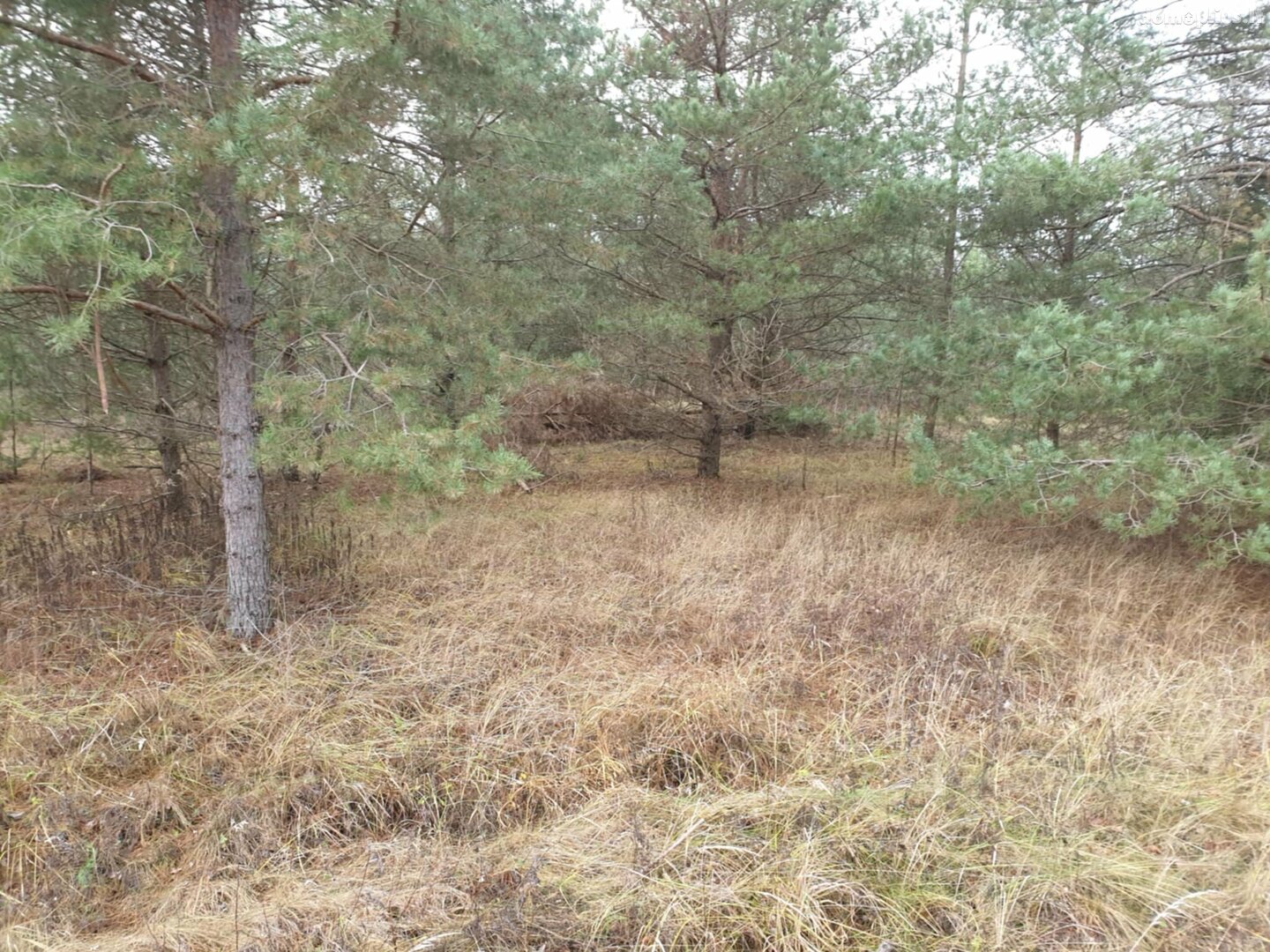 Parduodamas sklypas Birštono sav., Šilėnuose, Smilgų g.