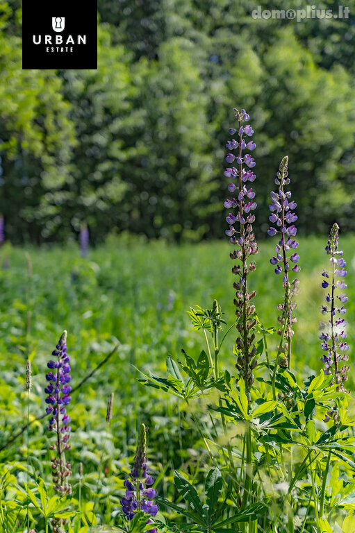 Land for sale Šalčininkų rajono sav., Kaniūkuose