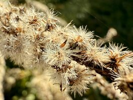 Parduodamas sklypas Zarasų rajono sav., Gipėnuose