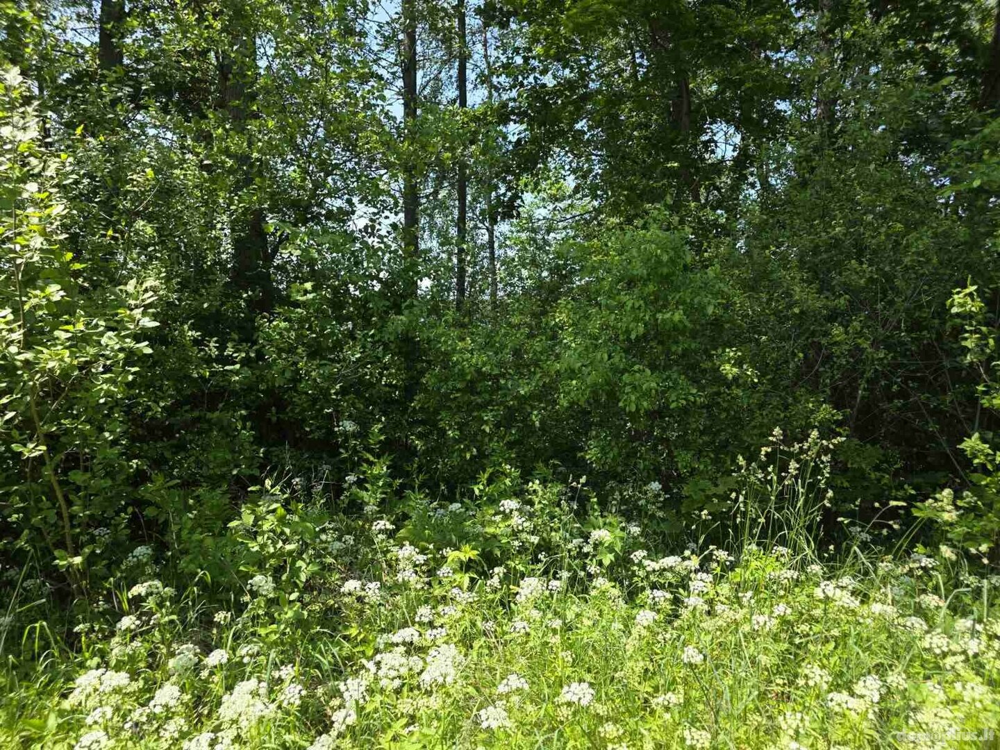 Parduodamas sklypas Ignalinos rajono sav., Ažvinčiuose