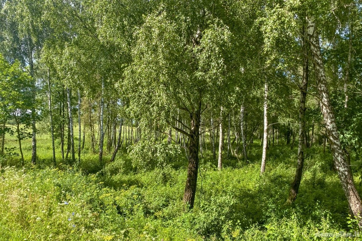 Parduodamas sklypas Trakų rajono sav., Padvariškėse