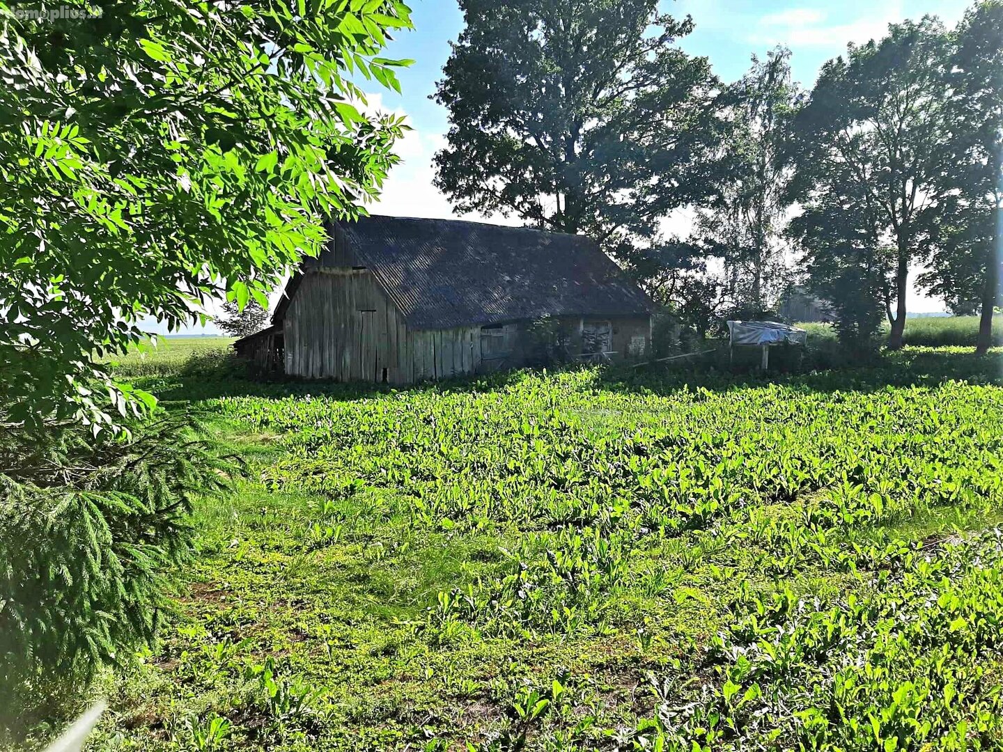 Parduodamas gyvenamasis namas Pakruojo rajono sav., Steigviliuose, Centrinė g.