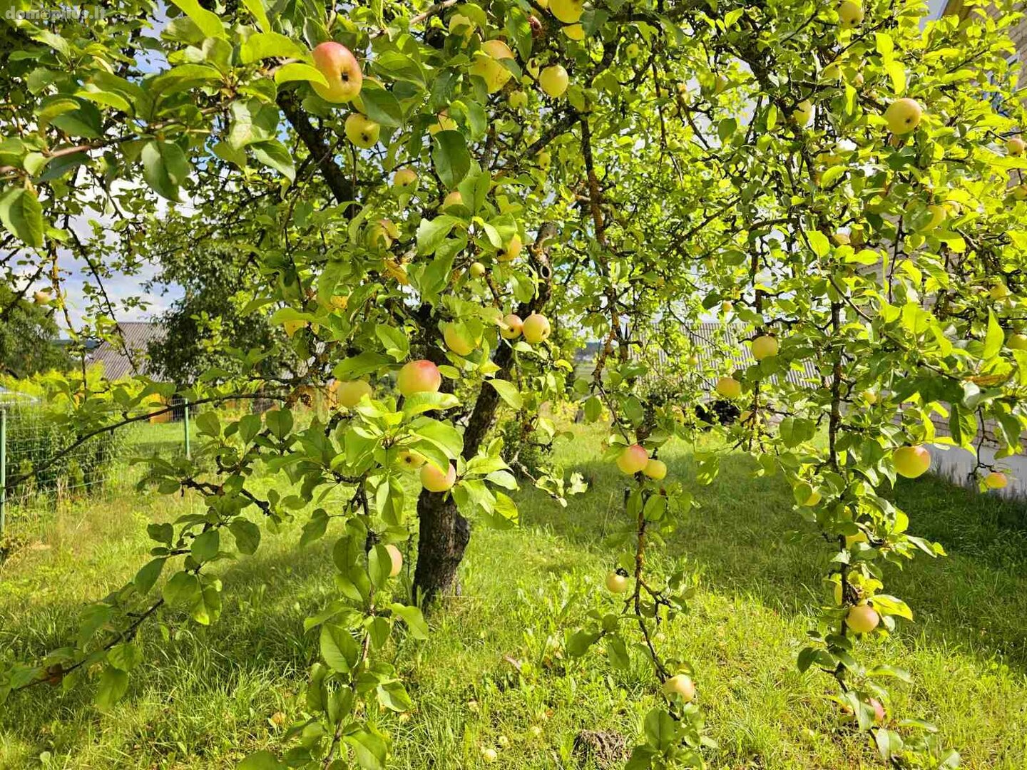 Parduodamas gyvenamasis namas Zarasų rajono sav., Užtiltėje, Žirgų g.
