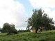 Homestead for sale Kretingos rajono sav., Darbėnuose (3 picture)