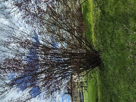 Parduodamas gyvenamasis namas Šiauliuose, Medelyne, Panevėžio g.