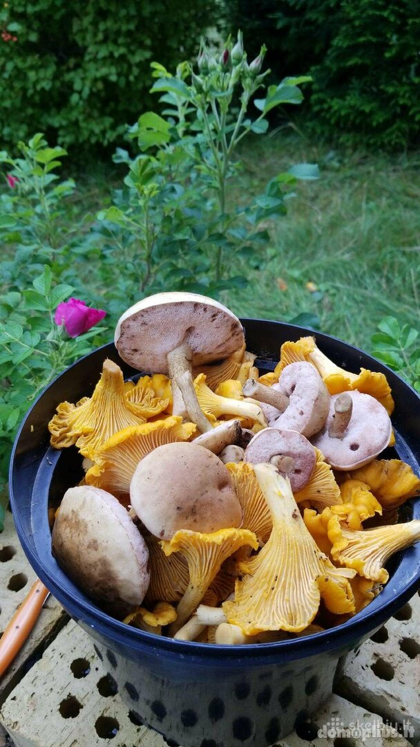 Sodybos nuoma Jurbarko rajono sav., Vidugiryje
