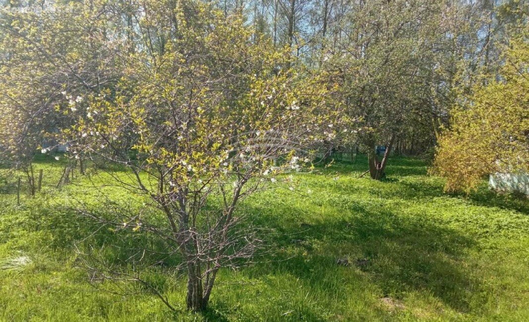 Parduodamas sodo namas Kretingos rajono sav., Daubėnuose