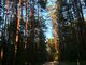 Parduodamas gyvenamasis namas Vilniuje, Antakalnyje, Vismaliukų Sodų 5-oji g. (5 nuotrauka)
