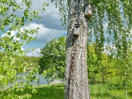Parduodama sodyba Ignalinos rajono sav., Senasis Daugėliškis