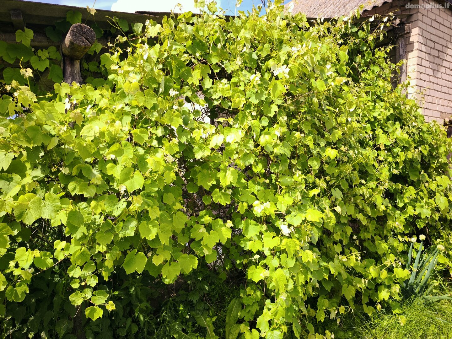 Parduodamas gyvenamasis namas Kupiškio rajono sav., Vainiūniškyje, Pamario g.