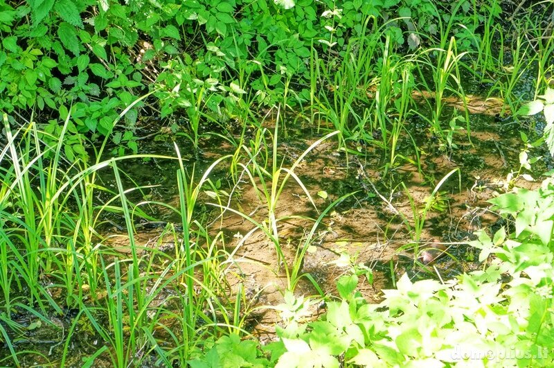 Parduodama sodyba Ignalinos rajono sav., Meškėnuose