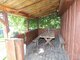 House for sale Panevėžio rajono sav., Janališkiuose (22 picture)