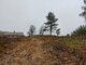 Homestead for sale Kaišiadorių rajono sav., Basonys II (5 picture)
